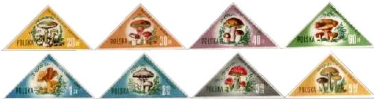 Grzyby polskie