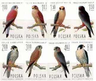 Sokoły
