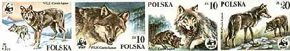 Dzikie zwierzęta chronione - wilk