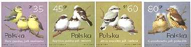 Pisklęta ptaków śpiewających