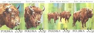 Zwierzęta pod ochroną - żubry